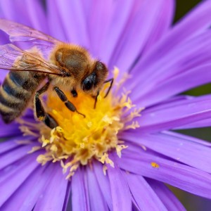 Apis